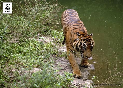 Yayasan Wwf Indonesia On Twitter Rt Jika Sobat Mendukung Gaya Hidup