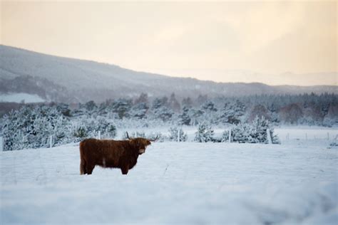 5 reasons to enjoy the Scottish winter