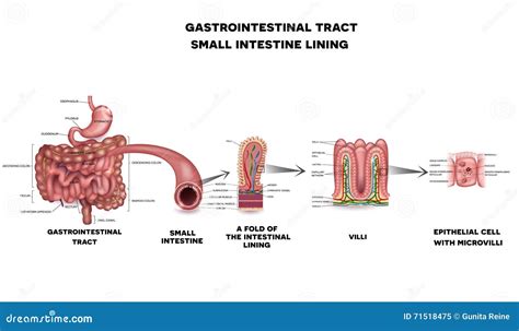 Anatomía Del Intestino Delgado Del Sistema Gastrointestinal Ilustración