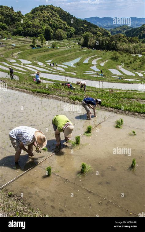 The rice paddies of the Oyama Senmaida rice terraces undulating up the mountainside, are the ...