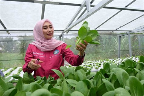 Ketua Tim Penggerak PKK Kabupaten Muaro Jambi Meninjau Kebun