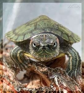 Create Meme Trachemys Photo Slider Turtles The Turtle Trachemys