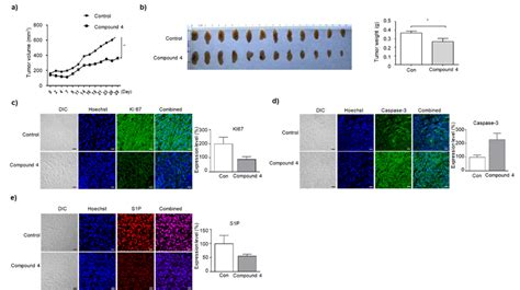 Compound Inhibits The Growth Of A Cell Induced Tumor Xenograft In