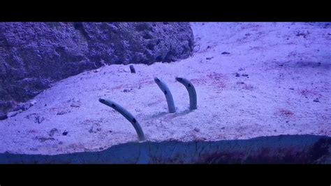 Sea Worm Sand Worm Haus Des Meeres Vienna Austria Youtube