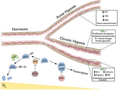 Hypoxic Hypoxia Causes - Ghana tips