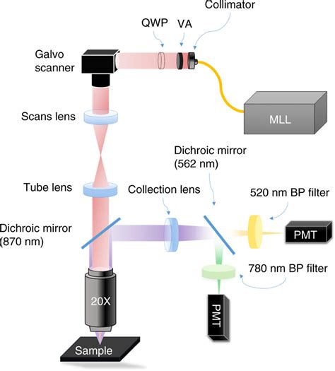 Schematic Diagram Of Multiphoton Microscope Mll Linearly Polarized