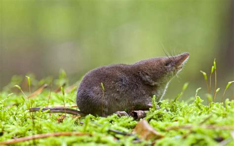 Amazing Things About the Eurasian Water Shrew – Animal Encyclopedia