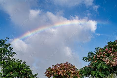 Rainbow With Cassia Nealiae Ainbow Shower Tree Is A Hybrid Cross