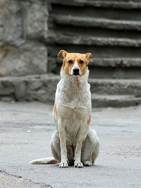 I Love Stray Dogs As Well As Breed Dogs Street Dogs Dog Anatomy