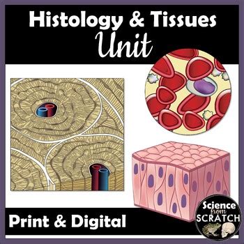 Histology Tissues Unit For Anatomy Doodle Notes Ppt Slides