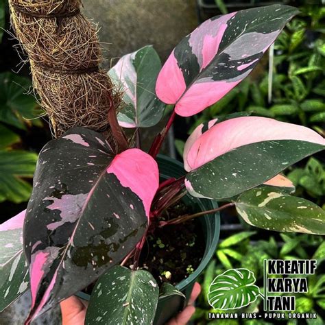 Jual Tanaman Hias Philodendron Pink Princess Tanaman Hias Mewah Pink