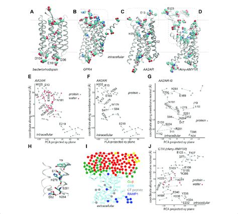 H Bond Networks Of Gpcrs Dotted Lines Indicate Selected Clusters Of