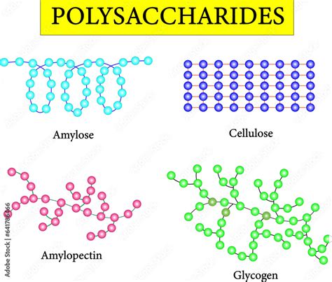 Polysaccharide Types Scientific Conception Amylose Cellulose Amylopectin And Glycogen