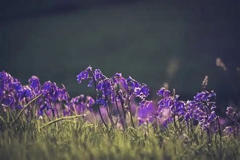 Semua Tentang Bunga Bluebell Ada Disini Blog Floweradvisor Indonesia