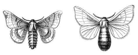 Silk Moth Illustrations, Royalty-Free Vector Graphics & Clip Art - iStock