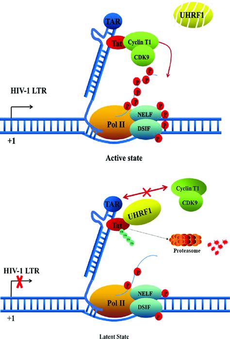 Schematic Of The Molecular Mechanisms Underlying The Function Of Uhrf