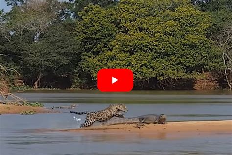 Jaguar Swims Across River to Launch Sneak Attack on Caiman - Wide Open Spaces