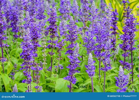 Beautiful Blue Salvia Flowers Blooming In The Garden Stock Photo