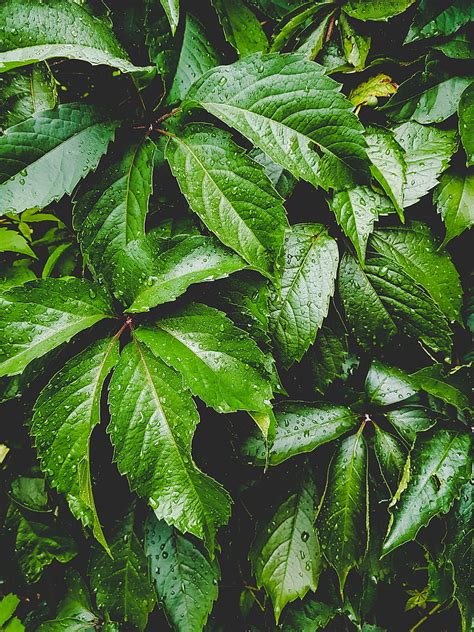 Hd Wallpaper Leaves Green Drops Carved Moisture Plant Green