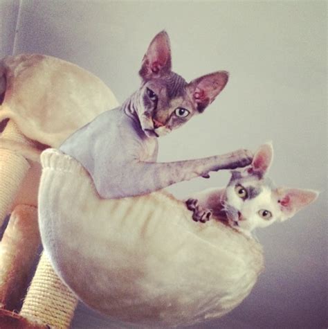 Naked Cats Come Live With Me