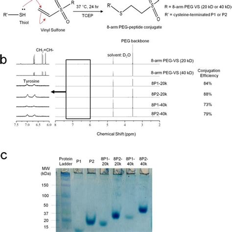 Characterization Of Peptide Conjugation To Peg A Conjugation