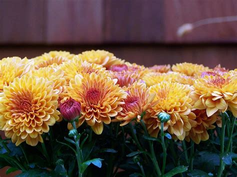 Hardy Mums & other autumn garden oddities - Landscape Ontario