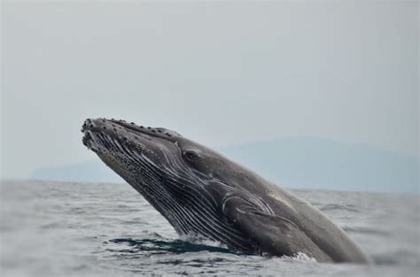 Dolphin Whale Watching Tour Drake Bay Costa Rica Whale Watching