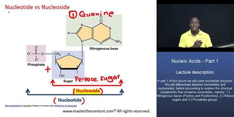 Pcat ® Nucleic Acids Part 1 Difference Between Nucleotide And