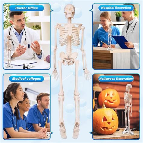 45CM Human Anatomical Anatomy Skeleton Model Poster Learn Aid Anatomy