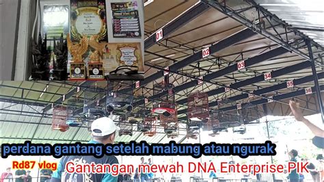 Gantangan Burung Di Lapangan DNA Enterprise PIK YouTube