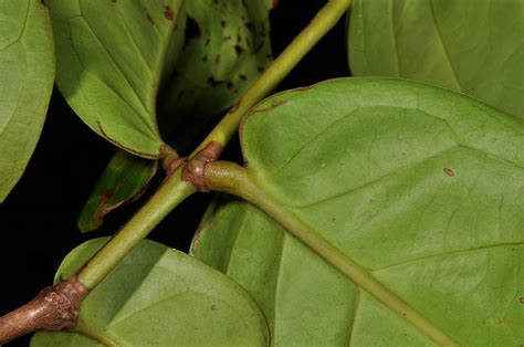 Syzygium Gigantifolium Myrtaceae Image At Phytoimages Siu Edu