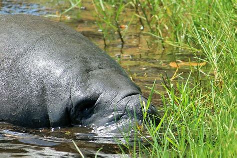 Algae Outbreak May Be Killing Manatees In Florida | HuffPost Impact