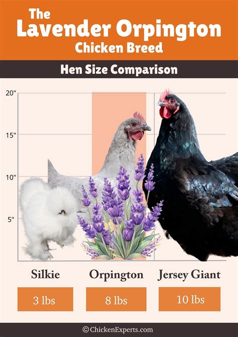 The Enchanting Lavender Orpington Chicken A Comprehensive Guide