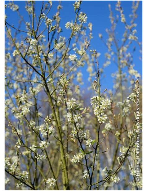 Amelanchier Canadensis October Flame Am Lanchier Du Canada October Flame