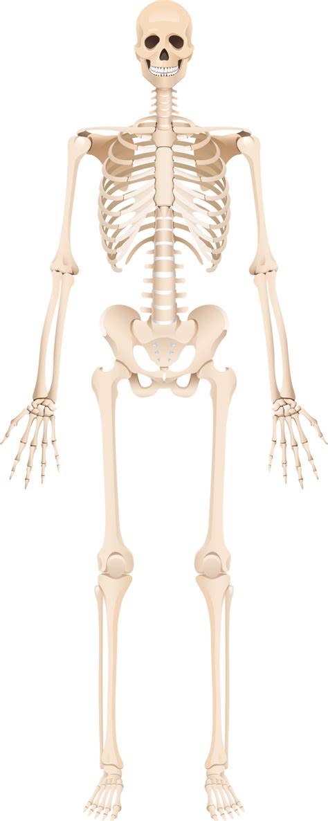 Real Human Skeleton Full Body