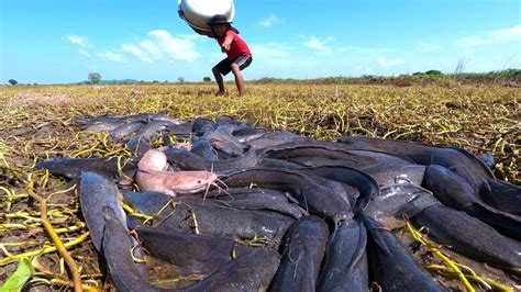 Amazing Fishing Catch A Lots Of Fish Under Grass In Field By Hand A