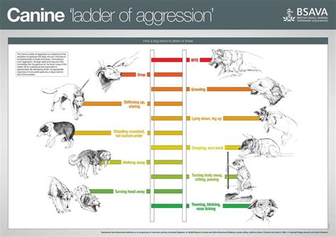 ladder-of-aggression - Cão+Saudável