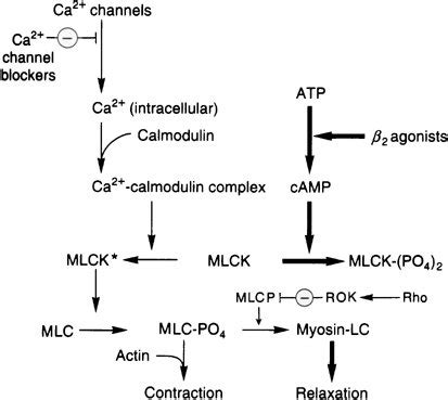 Control of smooth muscle contraction and site of action of calcium... | Download Scientific Diagram