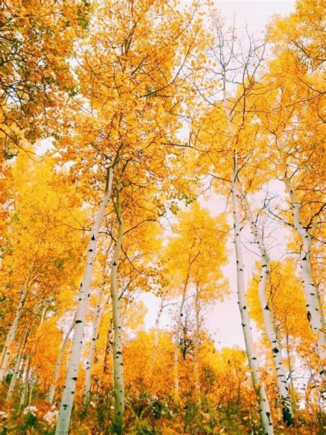 Aspen trees | Fall photography nature, Autumn scenery, Nature inspiration