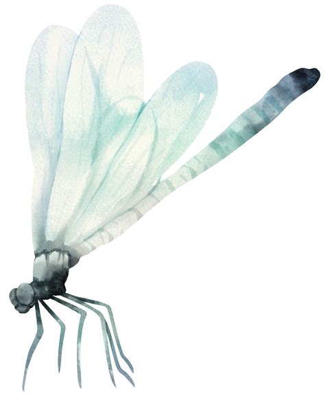 Libelle Aquarell Illustration Png