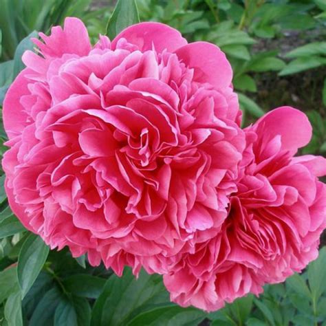 Peony Glowing Raspberry Rose types and varieties. Peony Glowing ...