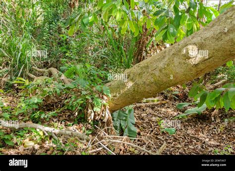 Toppled Otaheite Apple Tree Stock Photo - Alamy