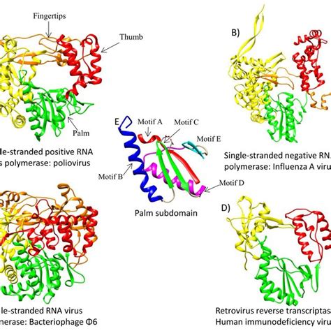 Three Dimensional Structures Of The Polymerases Of The Four Main Rna Download Scientific