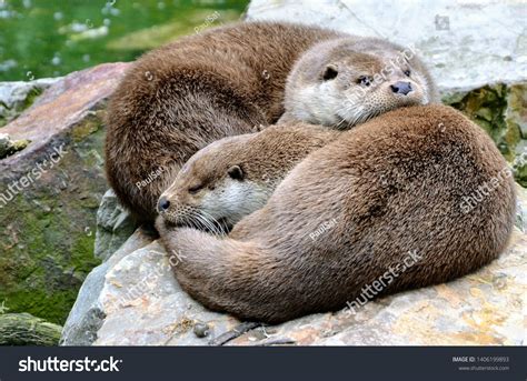 Eurasian Otter Lutra Lutra Other Names Stock Photo 1406199893 ...