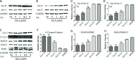 Western Blot Analysis Of Malignant Glioma U Mg Cells Cells Were