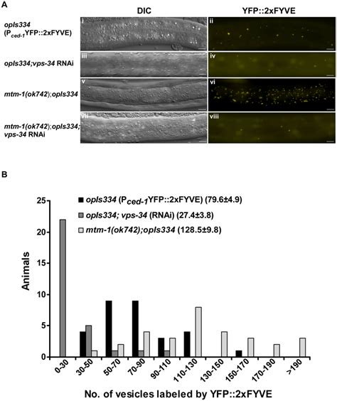 MTM 1 Negatively Regulates The Level Of PtdIns 3 P On Intracellular