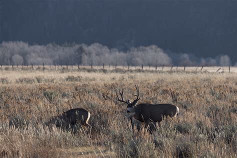 Yellowstone mule deer tests positive for chronic wasting disease