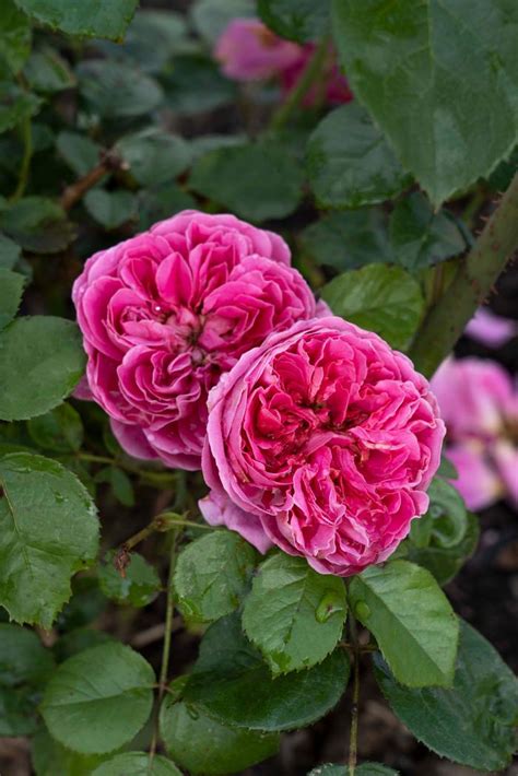 PowerPuff™ Pink Rosa Floribunda PowerPuff™ Pink from Regan Nursery