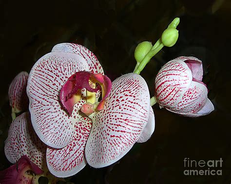 Lovely Orchids Photograph By Merton Allen Pixels