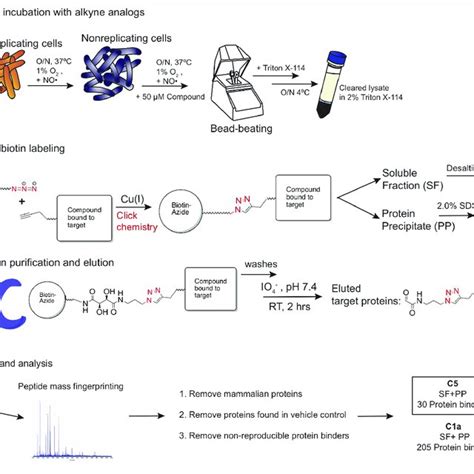 Activity And Design Of Alkyne Probes For Abpp A Structures And